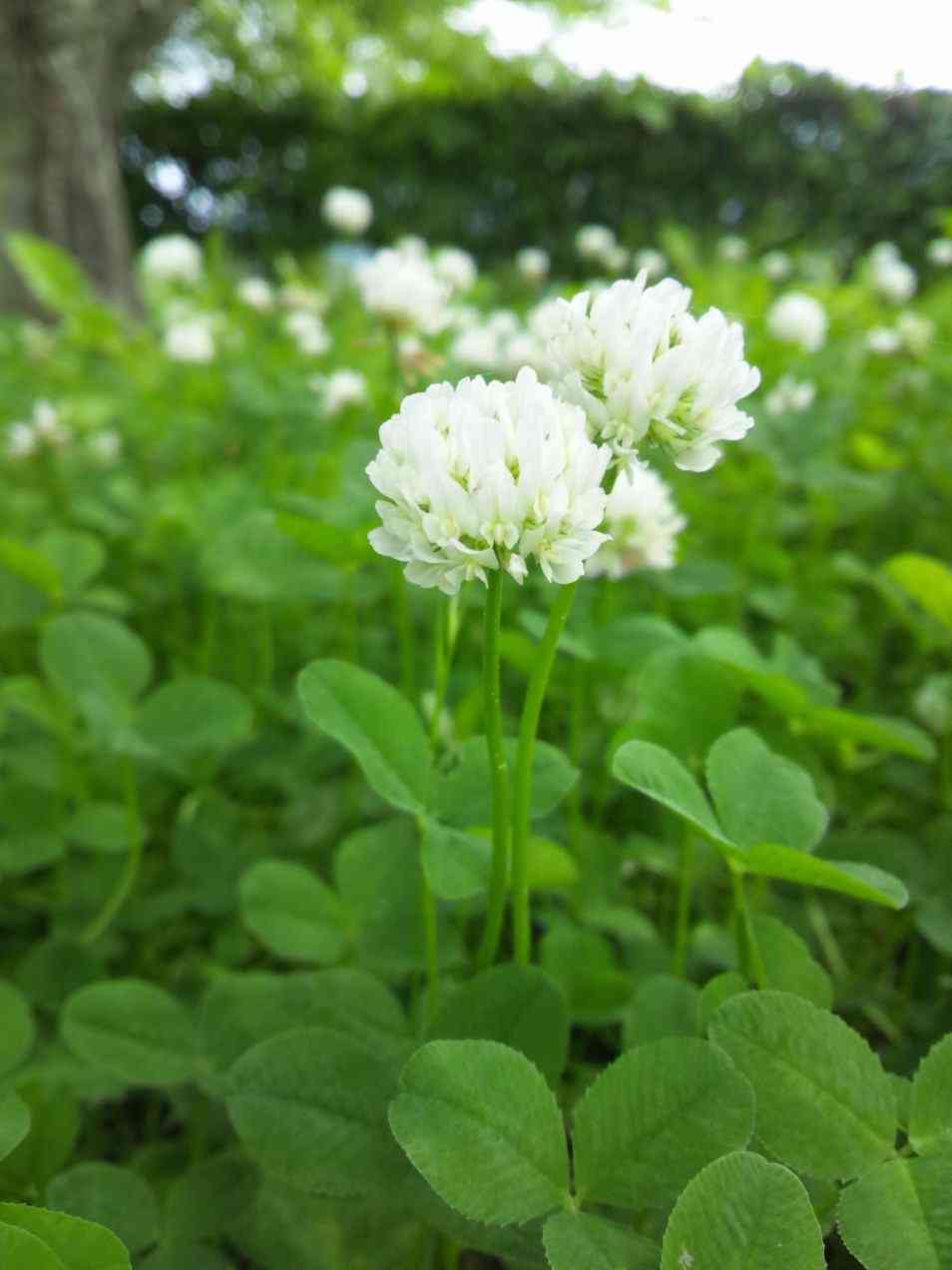 好きな花はなんですか？
