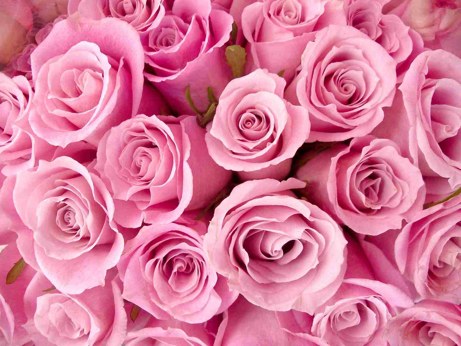 好きな花はなんですか？