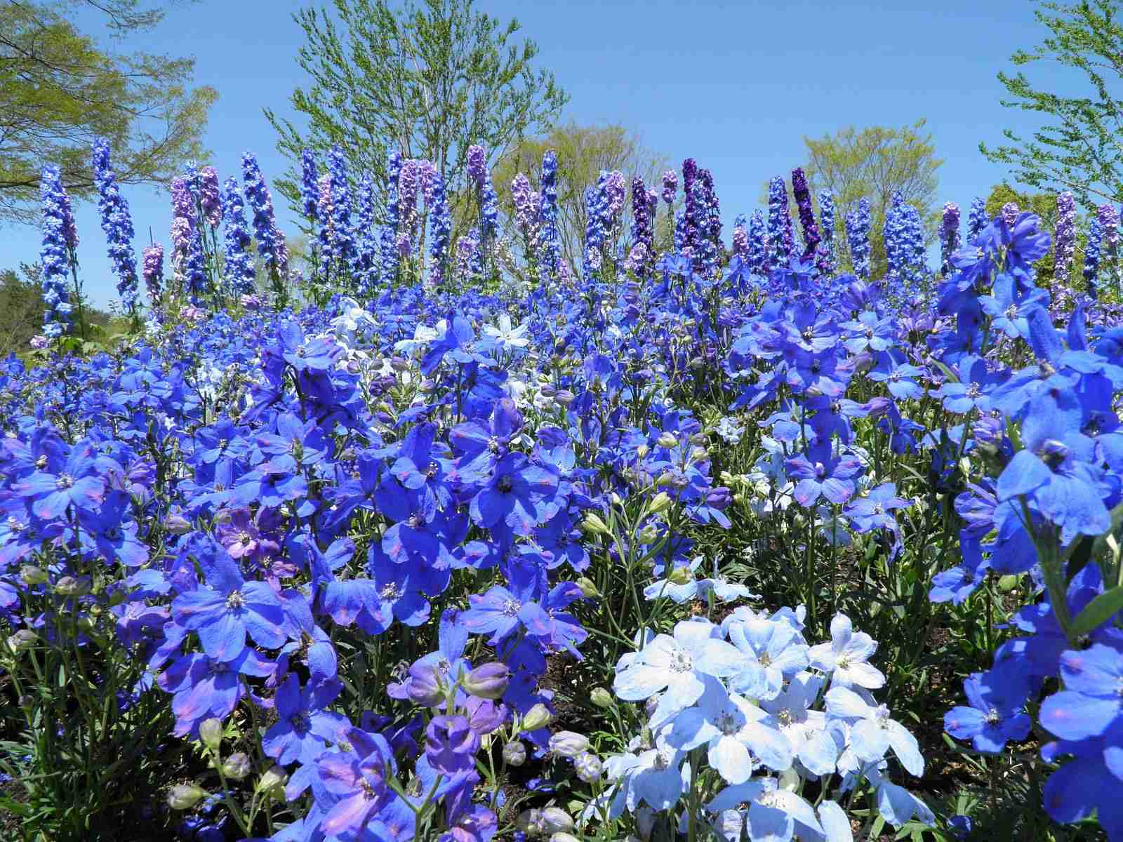 好きな花はなんですか？