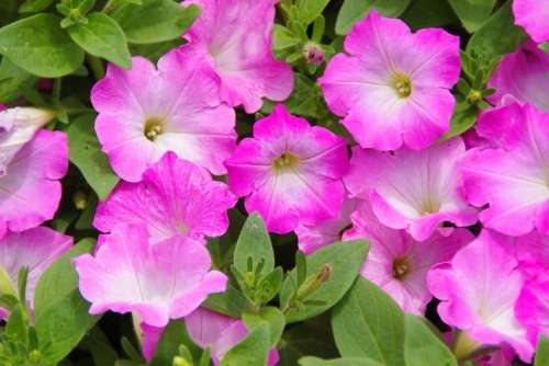好きな花はなんですか？