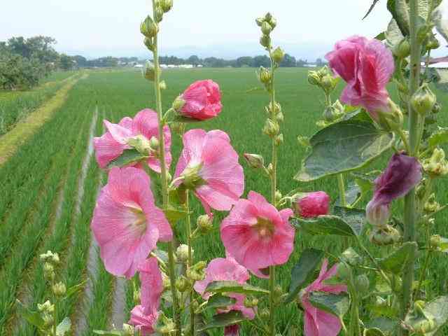 好きな花はなんですか？
