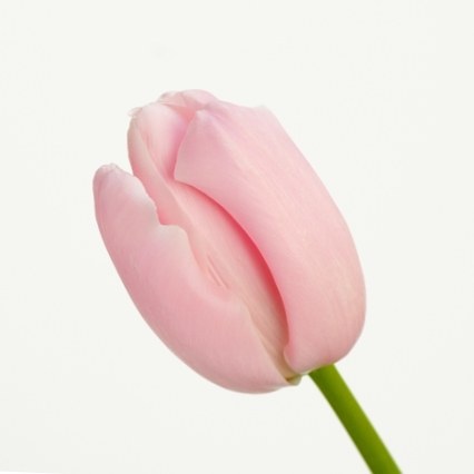 好きな花はなんですか？