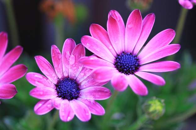 好きな花はなんですか？