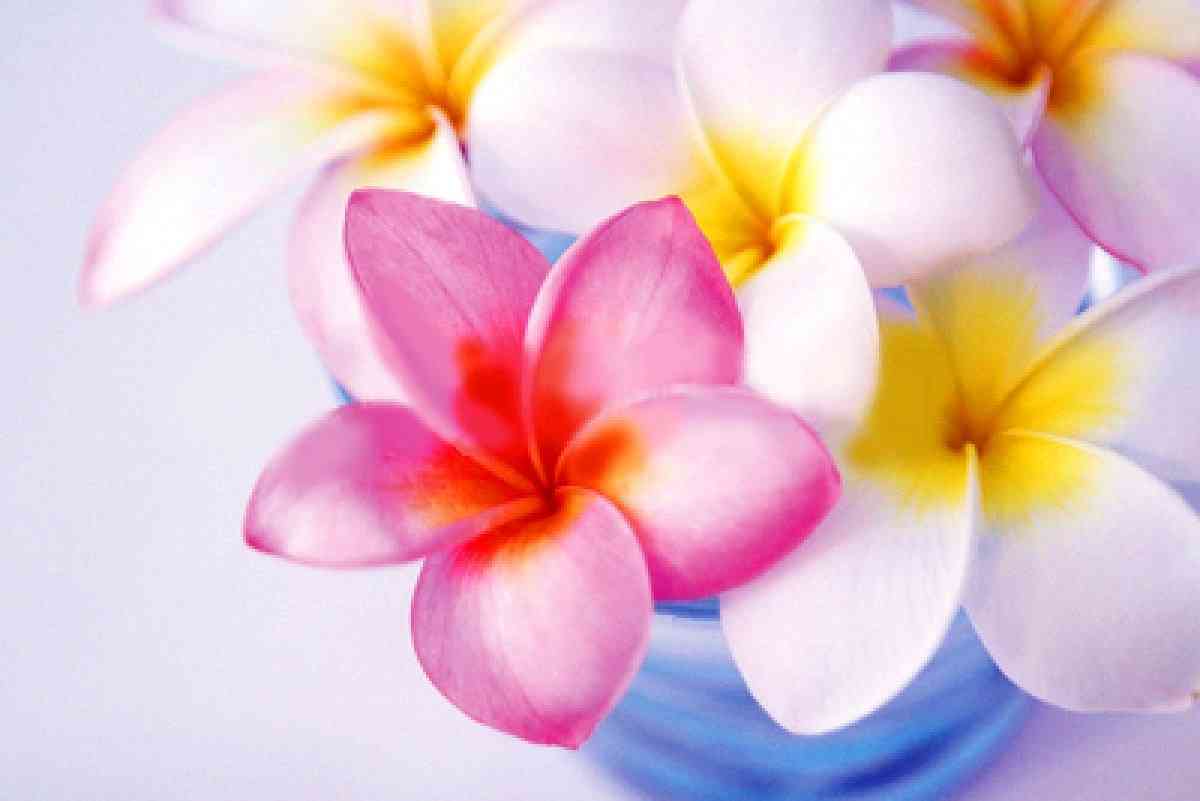 好きな花はなんですか？
