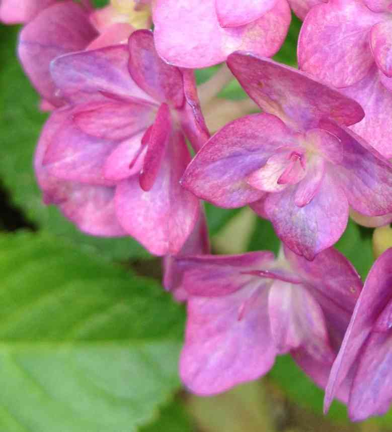 好きな花はなんですか？
