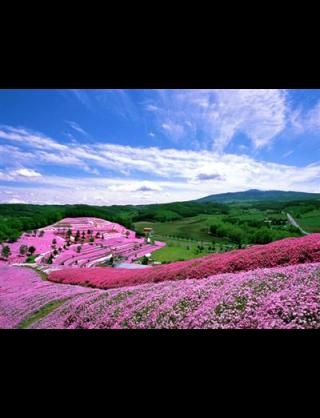 好きな花はなんですか？