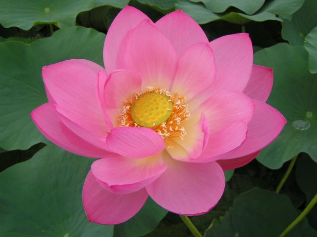 好きな花はなんですか？