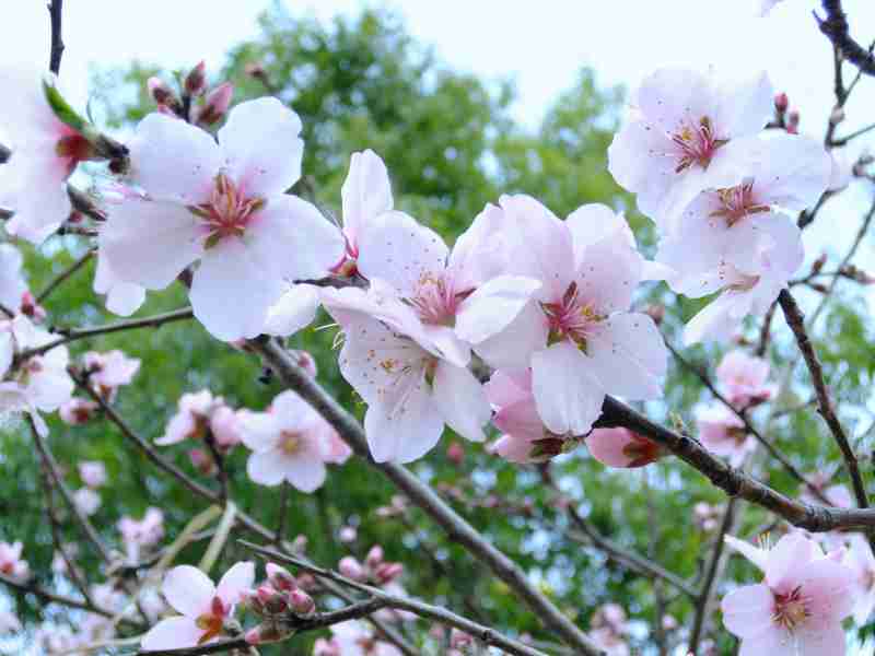 好きな花はなんですか？