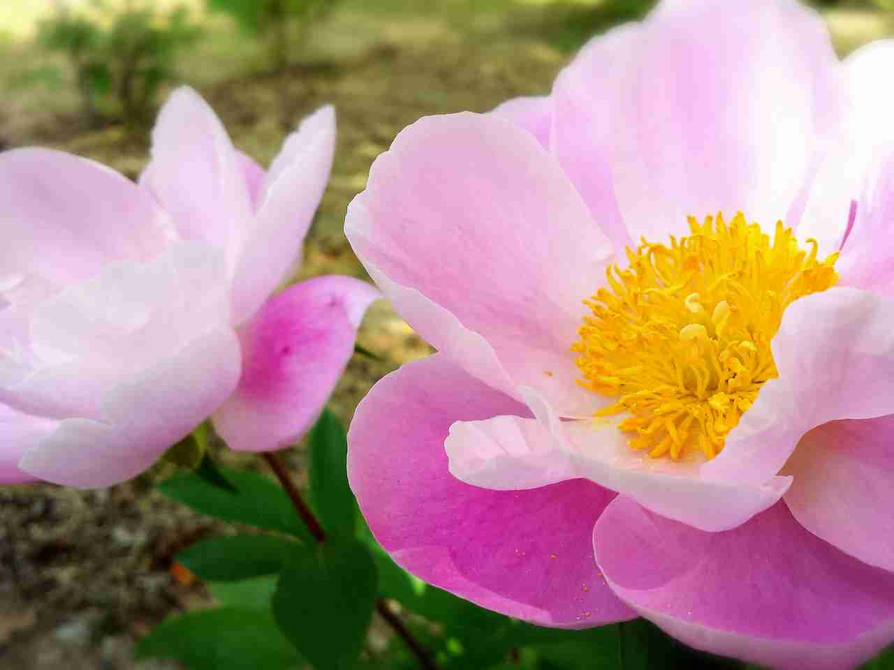 好きな花はなんですか？