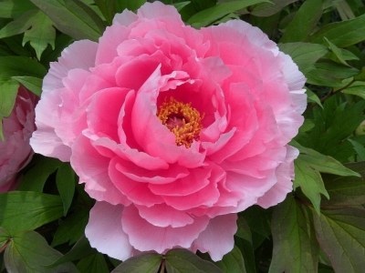 好きな花はなんですか？