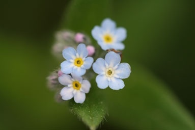 好きな花はなんですか？