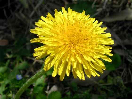 好きな花はなんですか？