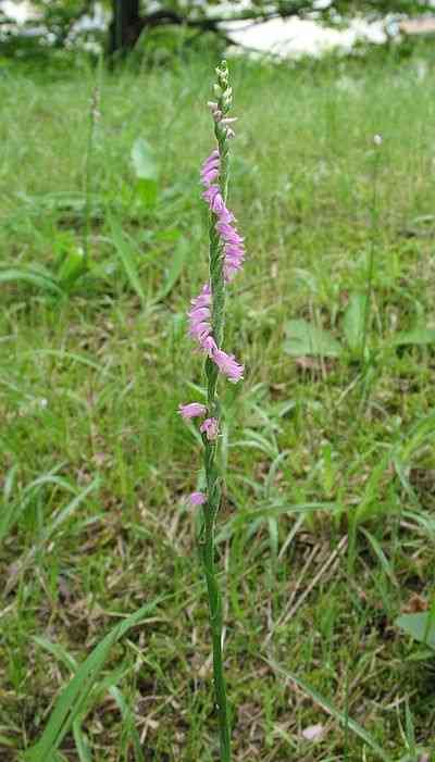 好きな花はなんですか？