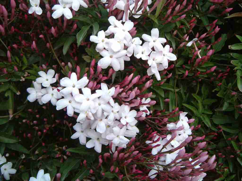 好きな花はなんですか？