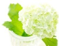 好きな花はなんですか？