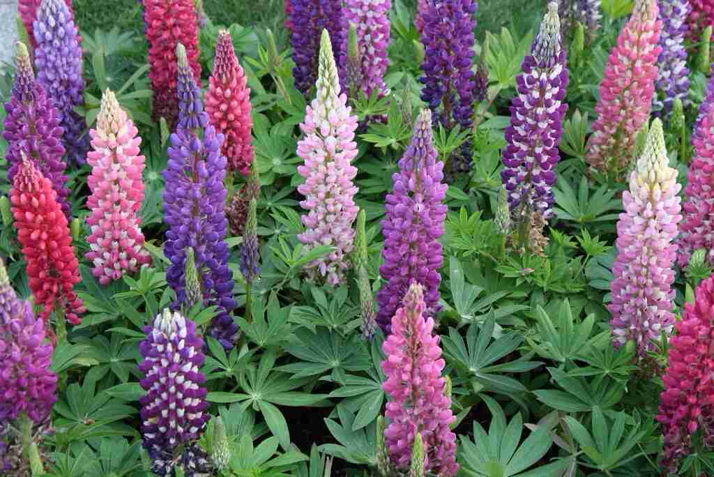 好きな花はなんですか？