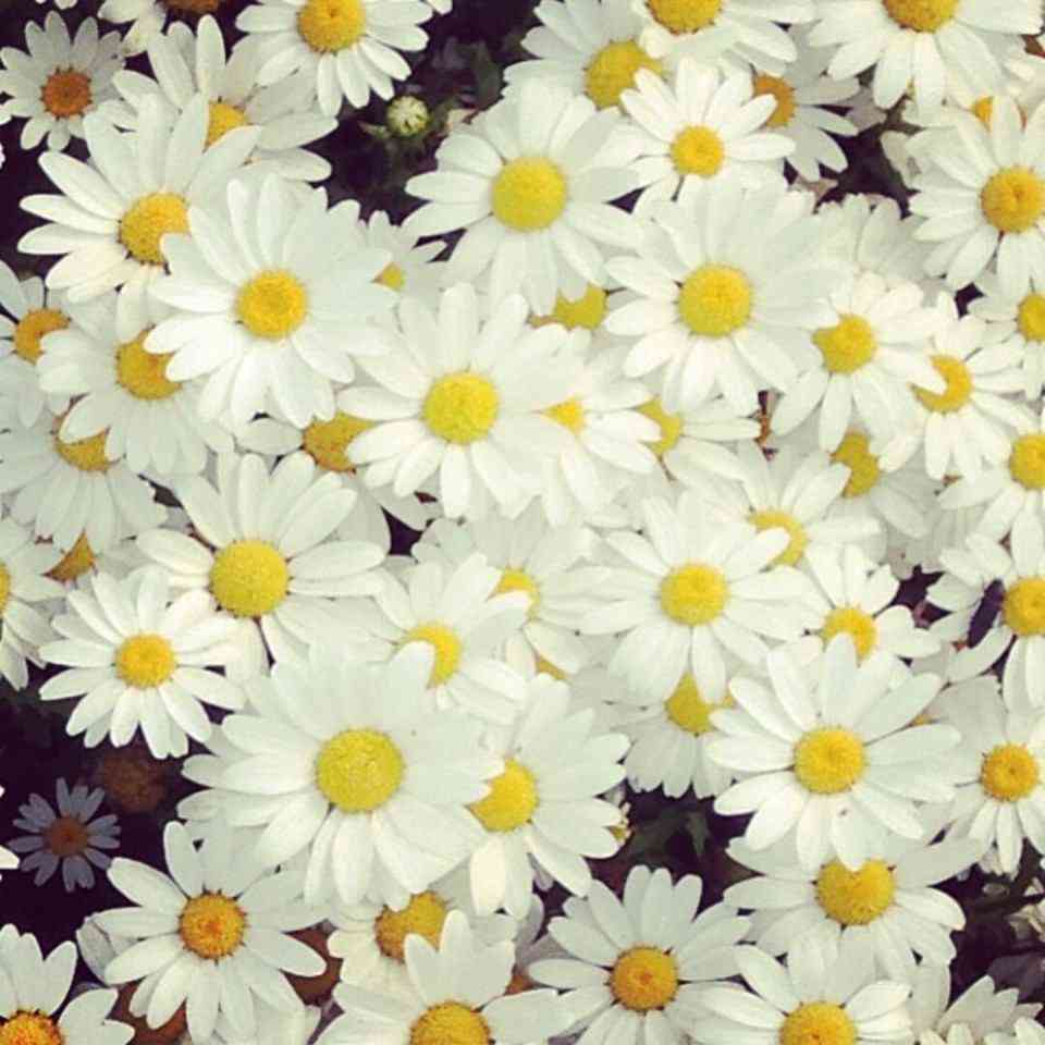好きな花はなんですか？