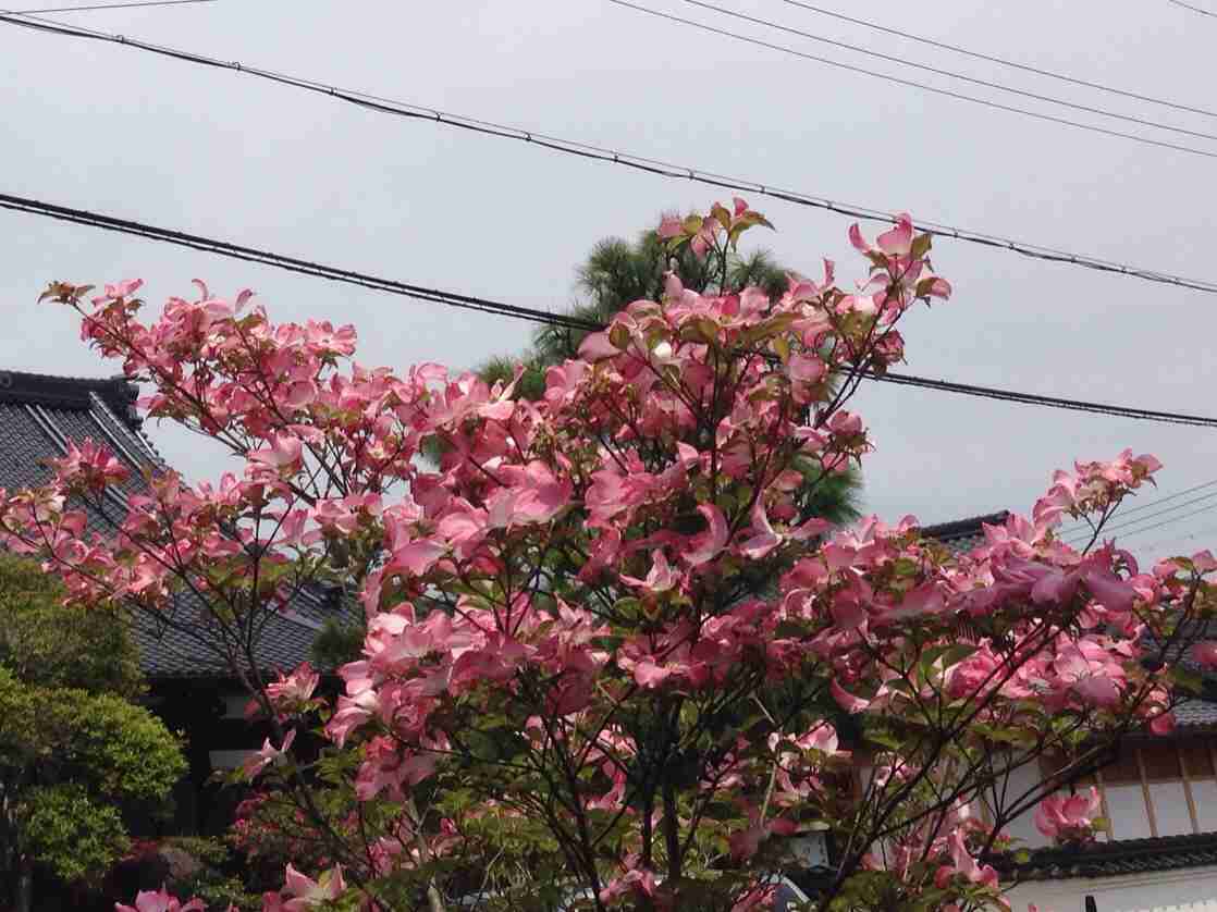 好きな花はなんですか？