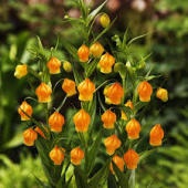 好きな花はなんですか？