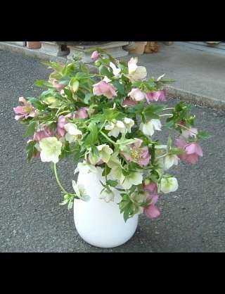 好きな花はなんですか？