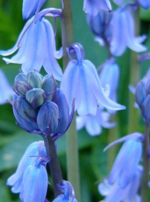好きな花はなんですか？