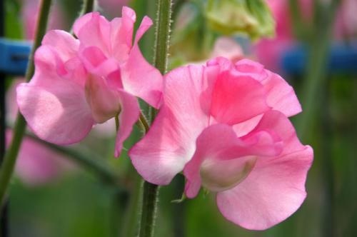 好きな花はなんですか？