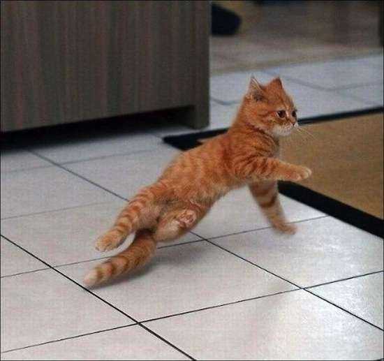 ナイスシャッターチャンス！まるで踊っているかのような動物たちのポージング写真