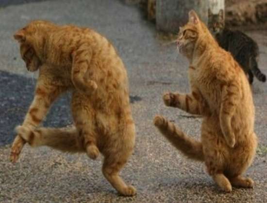 ナイスシャッターチャンス！まるで踊っているかのような動物たちのポージング写真