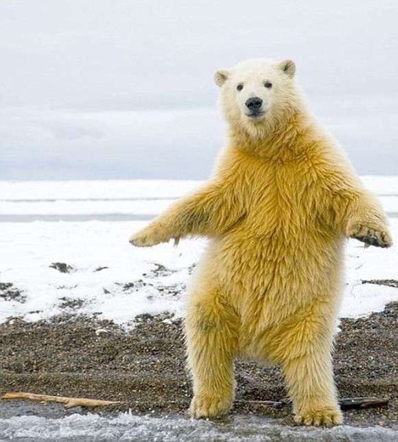 ナイスシャッターチャンス！まるで踊っているかのような動物たちのポージング写真