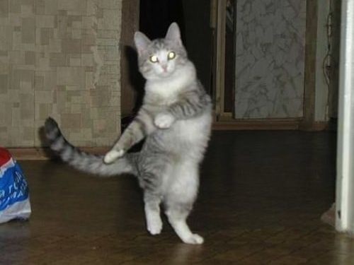 ナイスシャッターチャンス！まるで踊っているかのような動物たちのポージング写真