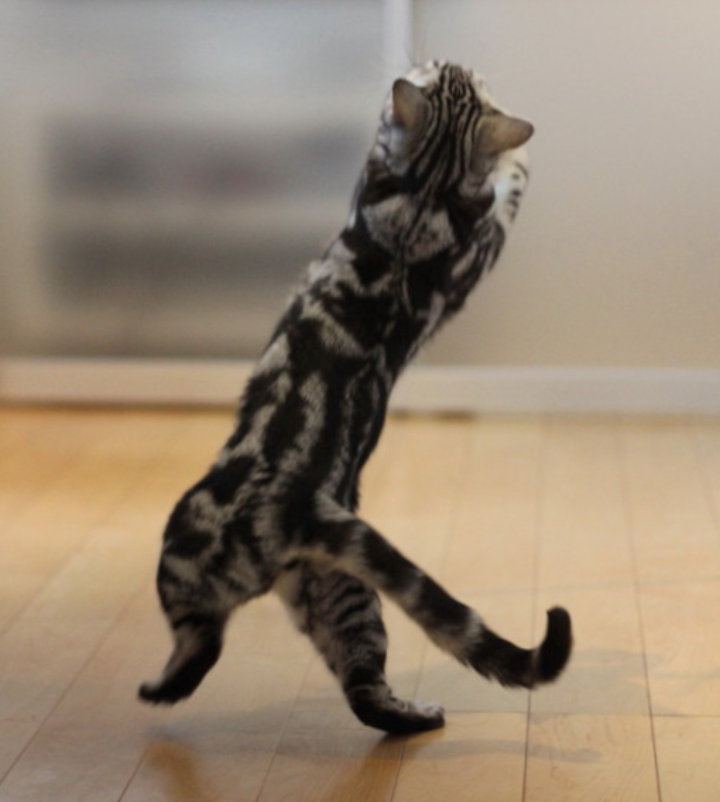 ナイスシャッターチャンス！まるで踊っているかのような動物たちのポージング写真