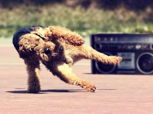 ナイスシャッターチャンス！まるで踊っているかのような動物たちのポージング写真