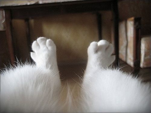 「ハムケツ」に「猫の肉球」「手つなぎラッコ」も！ 動物“部分”写真集が人気