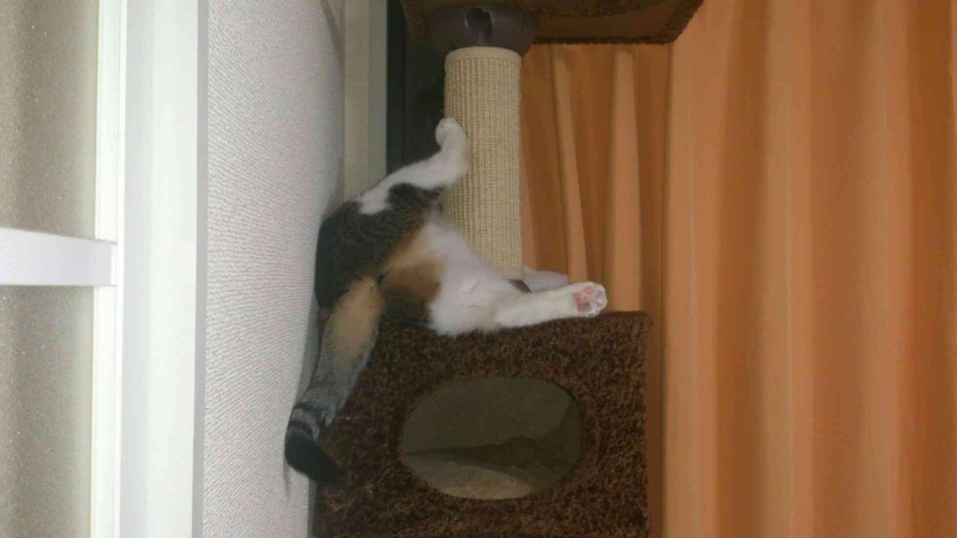 「ハムケツ」に「猫の肉球」「手つなぎラッコ」も！ 動物“部分”写真集が人気