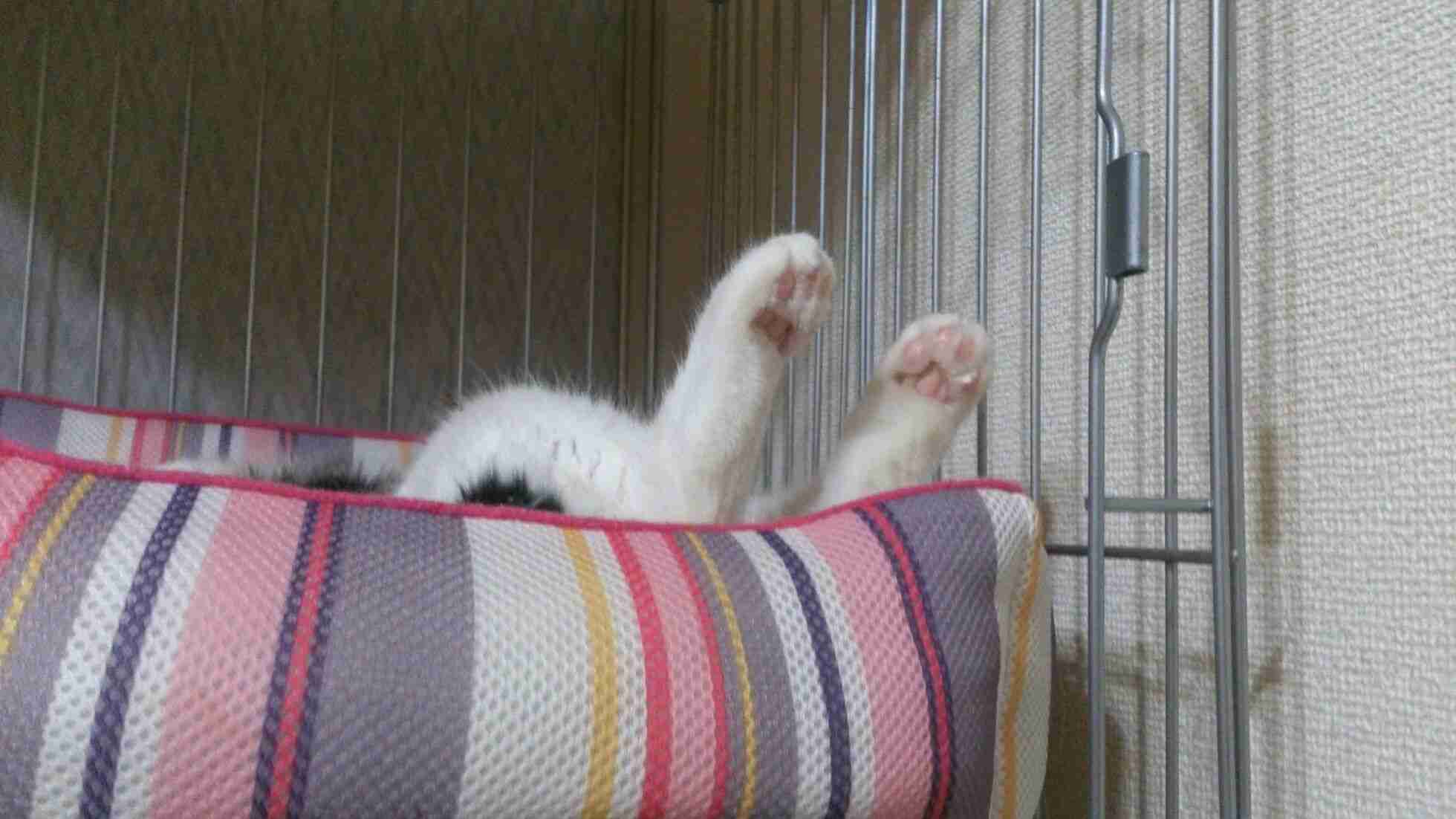 「ハムケツ」に「猫の肉球」「手つなぎラッコ」も！ 動物“部分”写真集が人気