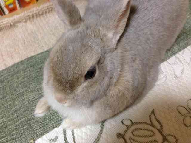 口紅？吸血鬼？ラズベリーを頬張るウサギがかわいいと話題に