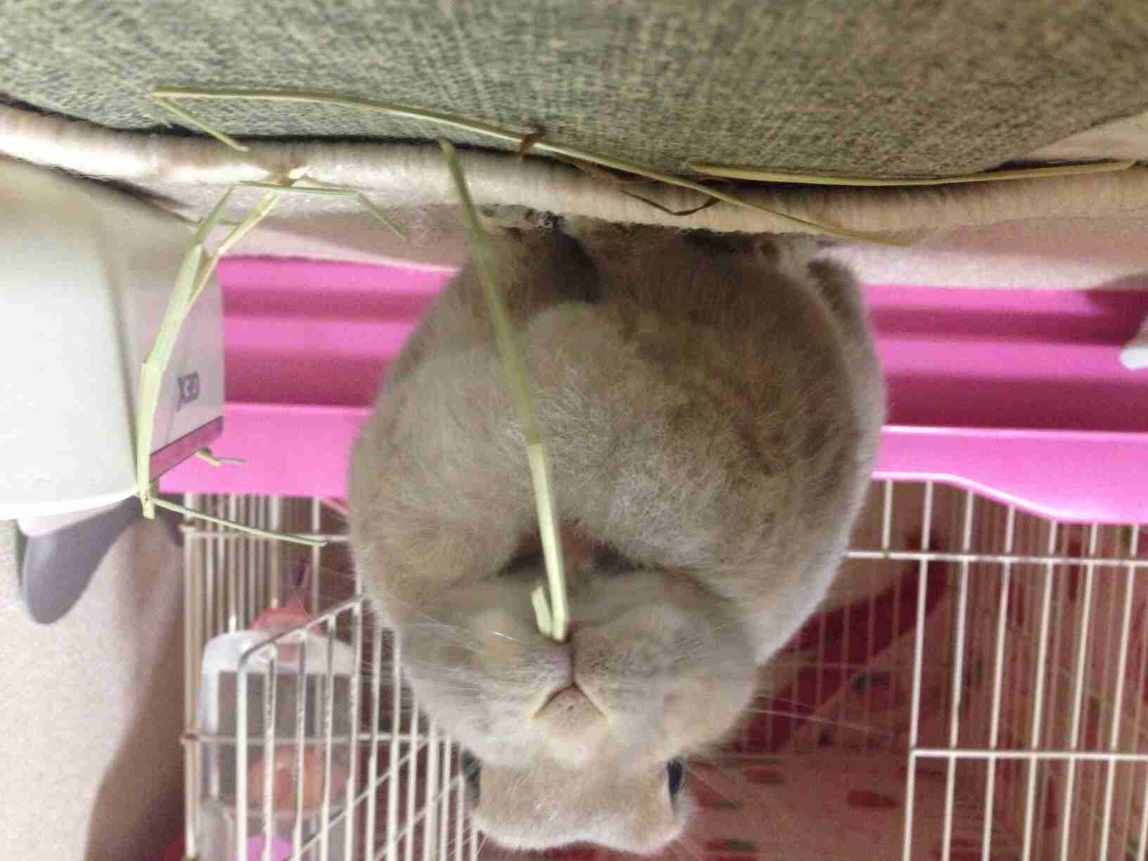 口紅？吸血鬼？ラズベリーを頬張るウサギがかわいいと話題に