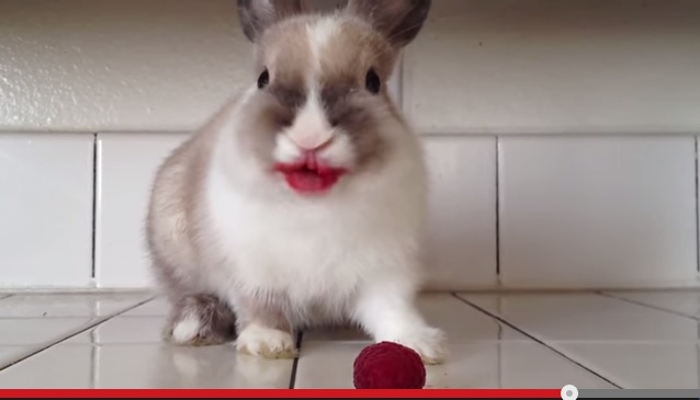 口紅？吸血鬼？ラズベリーを頬張るウサギがかわいいと話題に