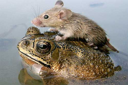 ボスニア・ヘルツェゴビナでの犬と猫の画像が泣けると話題に