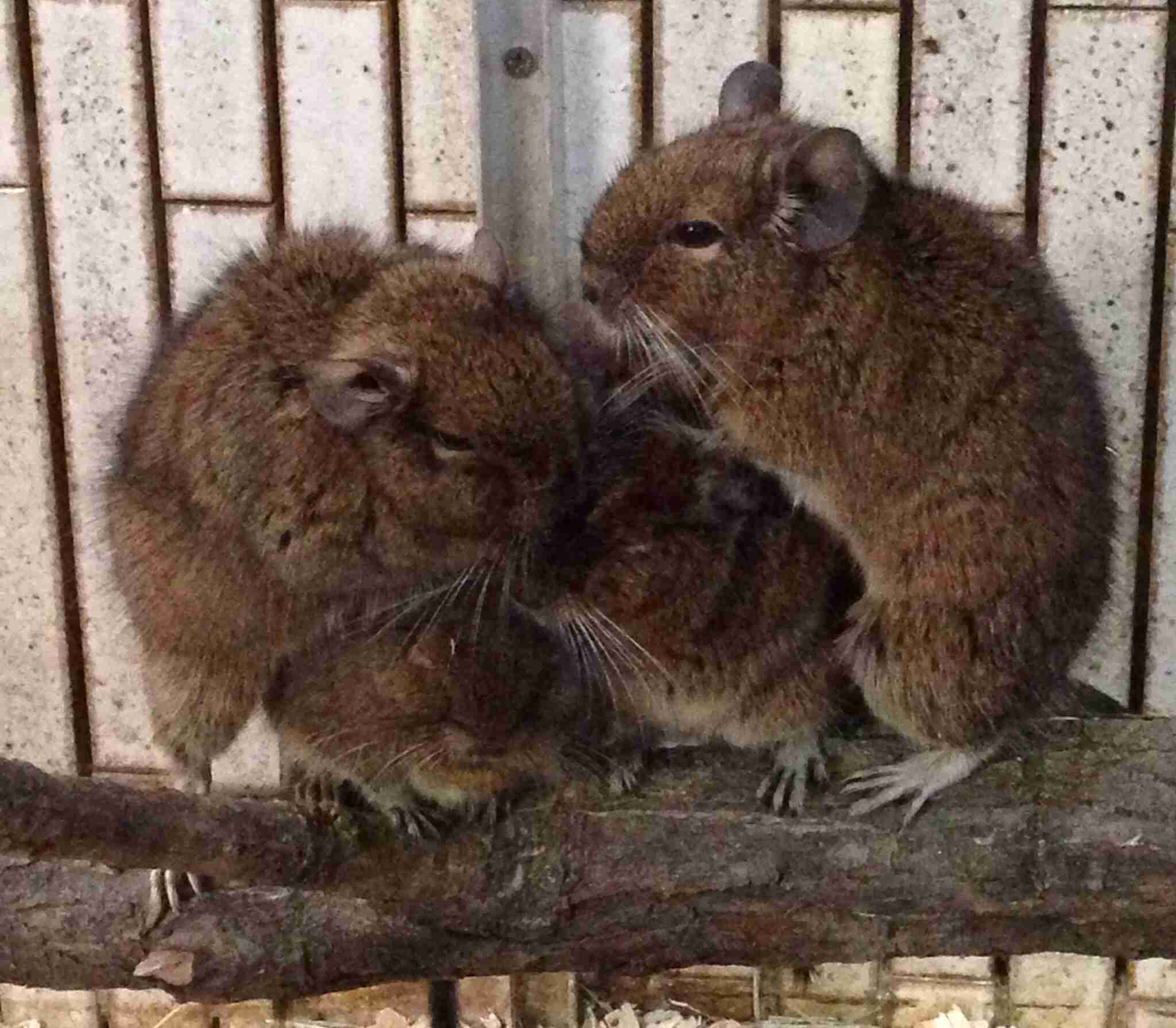 団体さん最強。動物たちがひっついて合体すると魂を抜かれそうになる画像