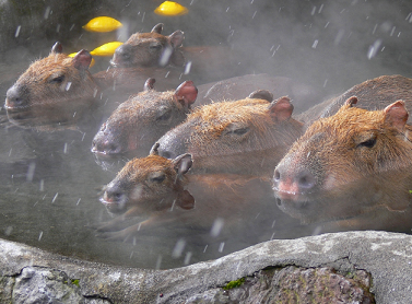 団体さん最強。動物たちがひっついて合体すると魂を抜かれそうになる画像