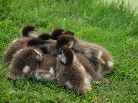 団体さん最強。動物たちがひっついて合体すると魂を抜かれそうになる画像