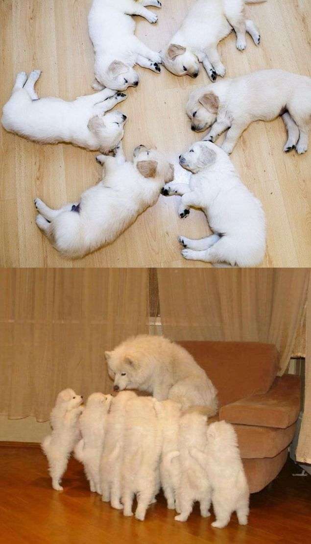 団体さん最強。動物たちがひっついて合体すると魂を抜かれそうになる画像
