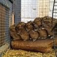 団体さん最強。動物たちがひっついて合体すると魂を抜かれそうになる画像