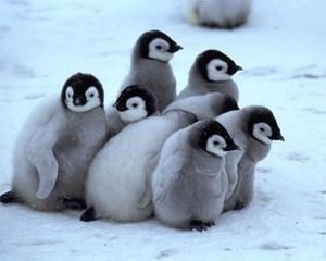 団体さん最強。動物たちがひっついて合体すると魂を抜かれそうになる画像