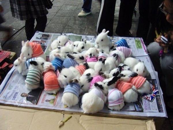 団体さん最強。動物たちがひっついて合体すると魂を抜かれそうになる画像