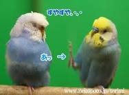 【画像】寝相の悪いインコが話題に