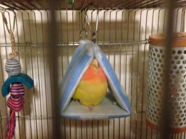 【画像】寝相の悪いインコが話題に