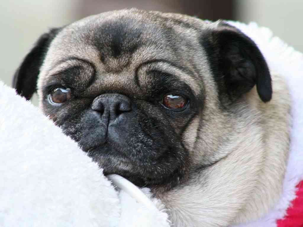 夏場の犬の散歩について。