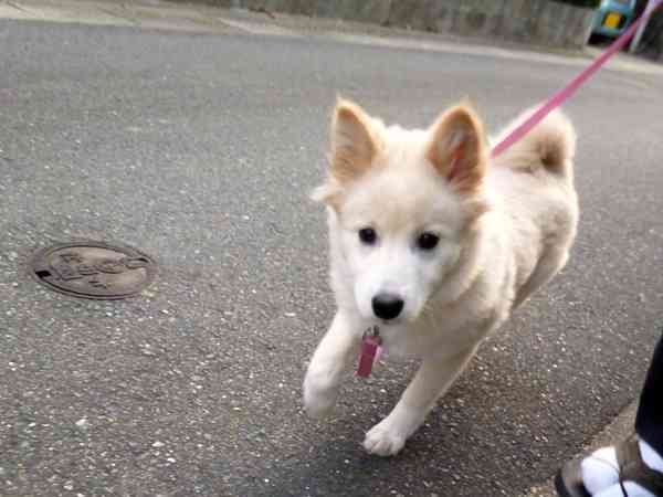 夏場の犬の散歩について。